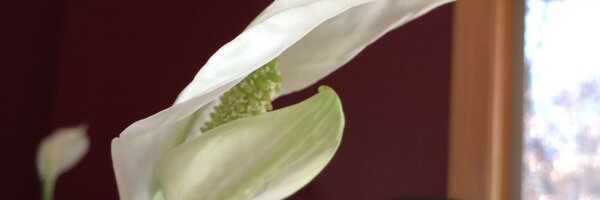 AFGoodenough Profile Banner