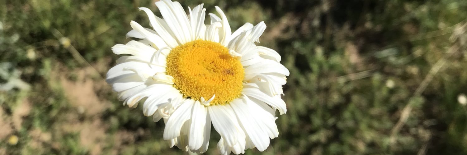 mustafa kandemir banner