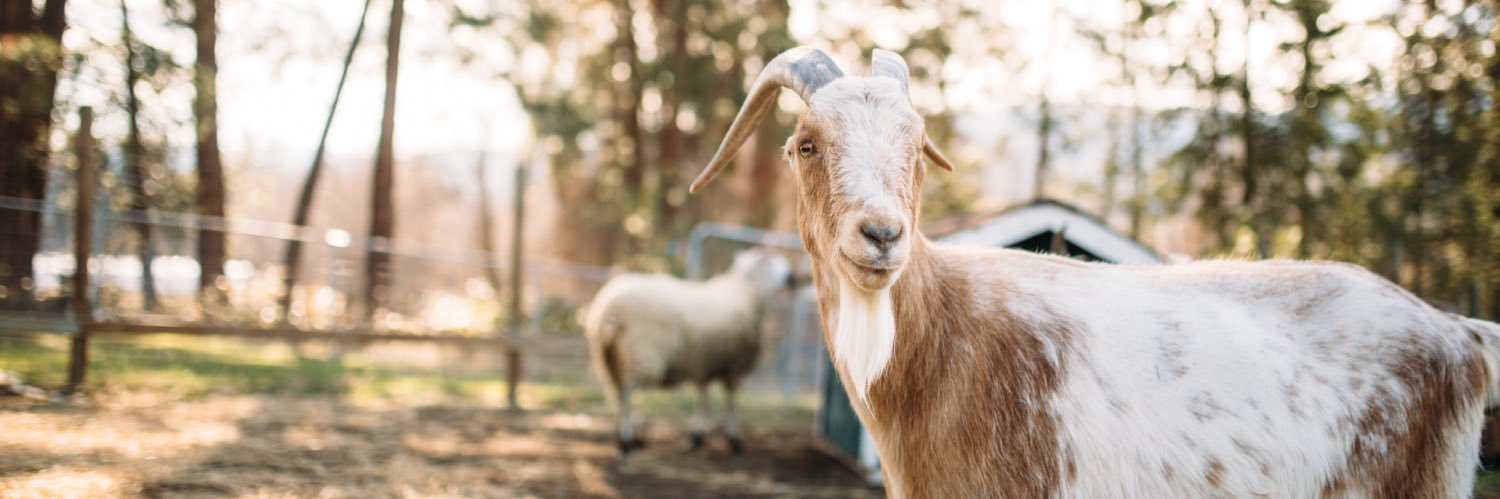 KelownaFarm's profile banner image