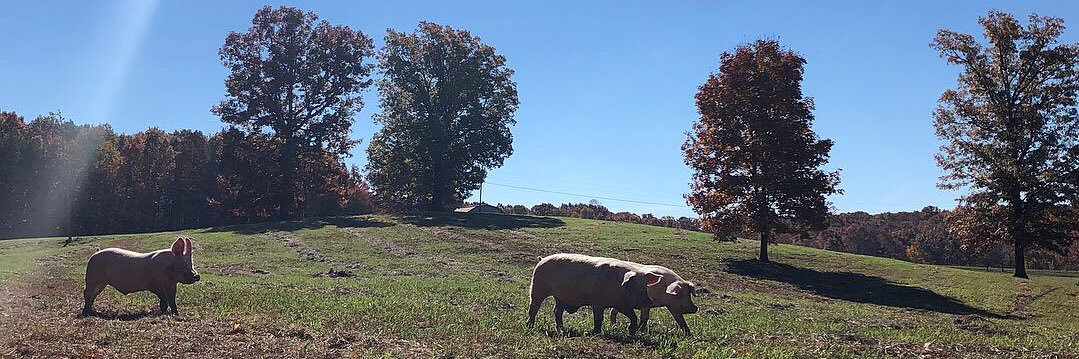 ThePigPreserve's profile banner image