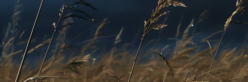 ApricusXX's profile banner image