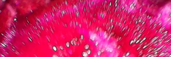eleinb's profile banner image