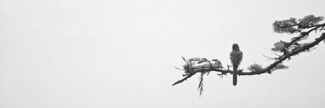 GunizTunc's profile banner image