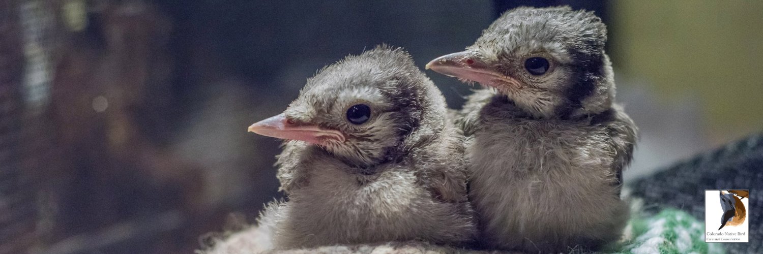 CONativeBird's profile banner image