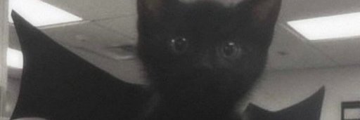 plmddsfofa's profile banner image