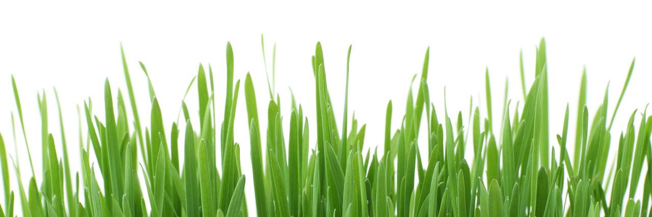 GrassGr's profile banner image