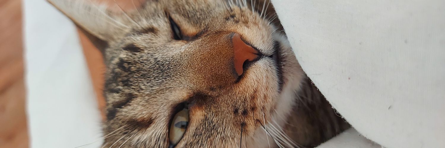 laure_apo's profile banner image