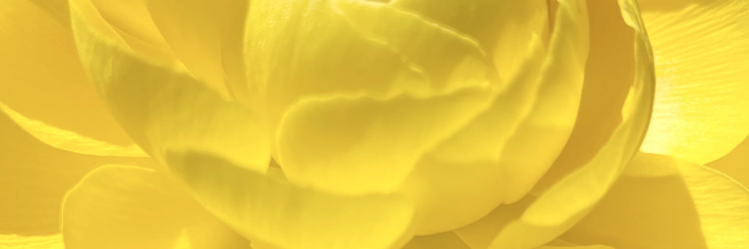 鈴木ほのか banner