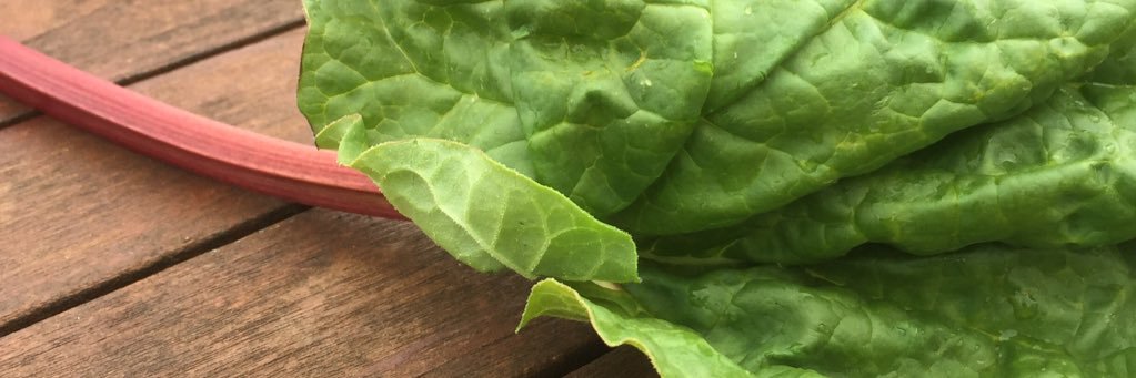 rhubarb_0's profile banner image