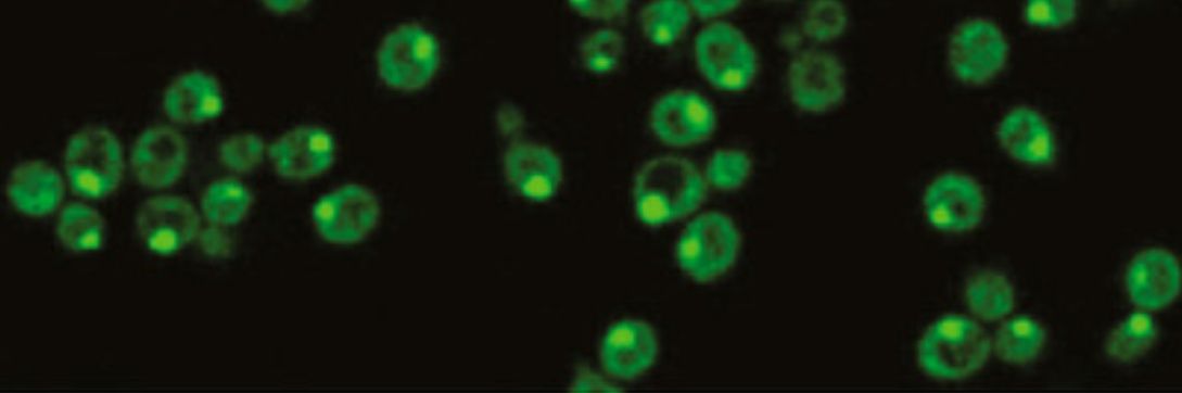 degrootlab's profile banner image
