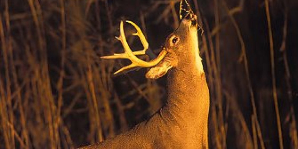 HuntersHunting's profile banner image