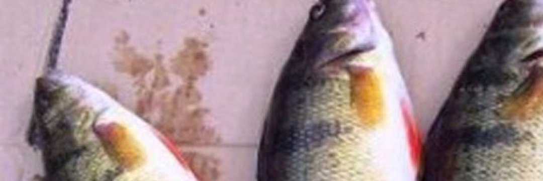 Mosfe_'s profile banner image