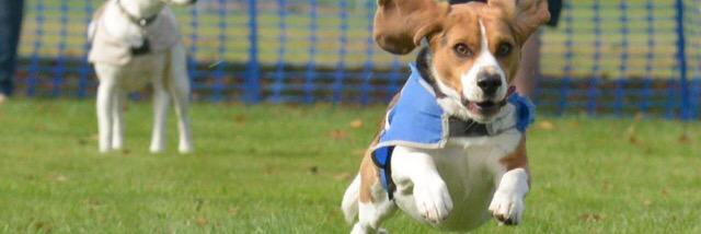 alfiegbeagle's profile banner image