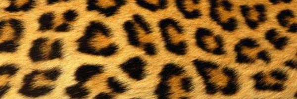 allirodriguezpr Profile Banner