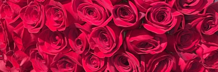 pheenix_'s profile banner image