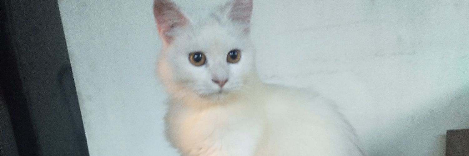 yolandajery's profile banner image