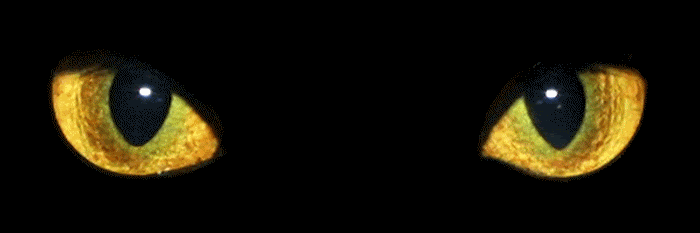 marichuer's profile banner image