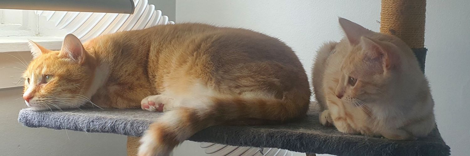 SmudgeDoe's profile banner image