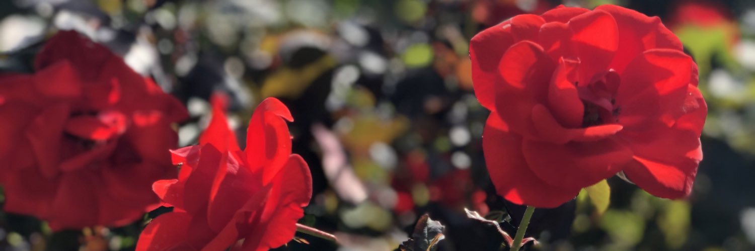 ngnl_zero17's profile banner image