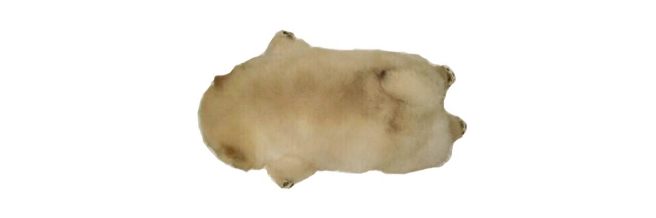 hontouso's profile banner image