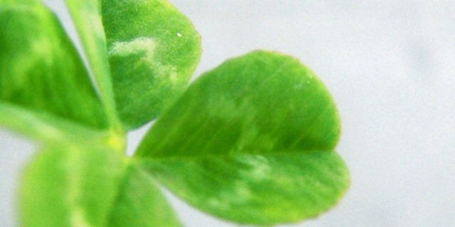 WellsIndoorTF's profile banner image