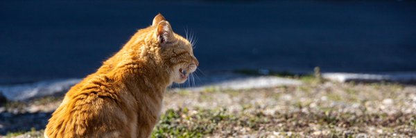 kayuuuma Profile Banner