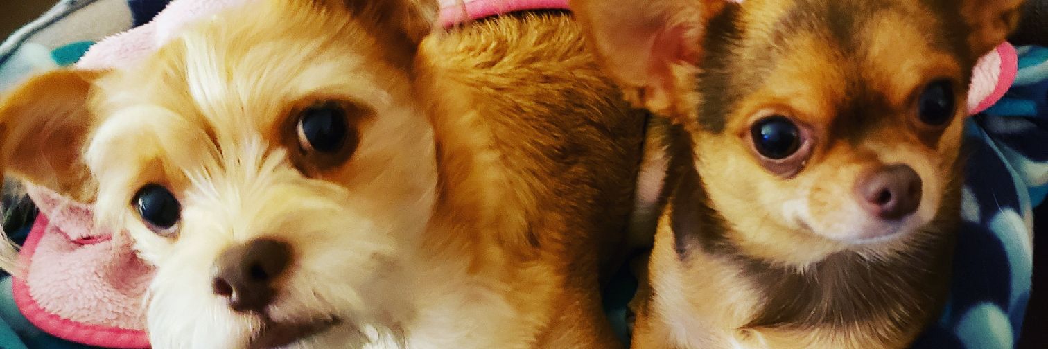 StangQueen210's profile banner image