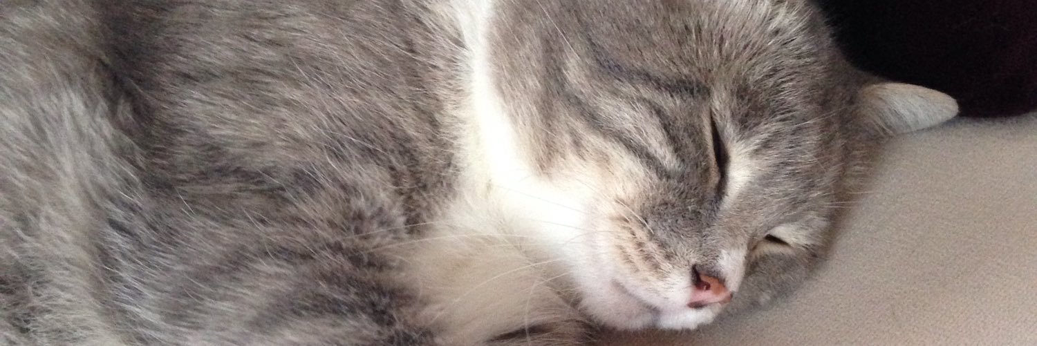 gulzerecan's profile banner image