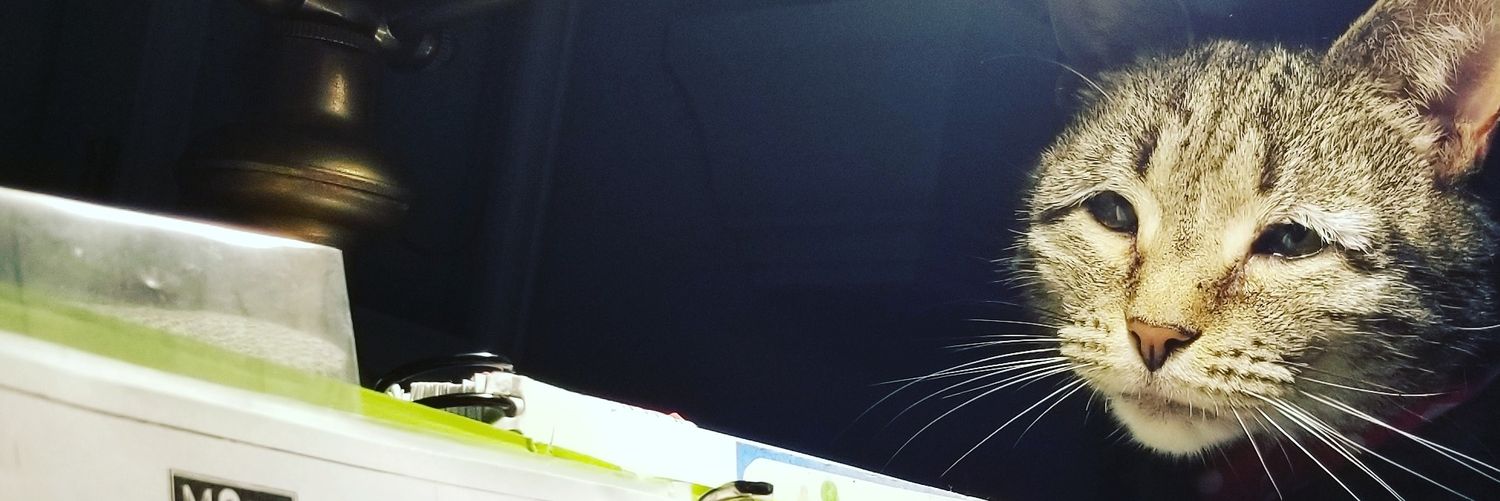 sarahdonner's profile banner image