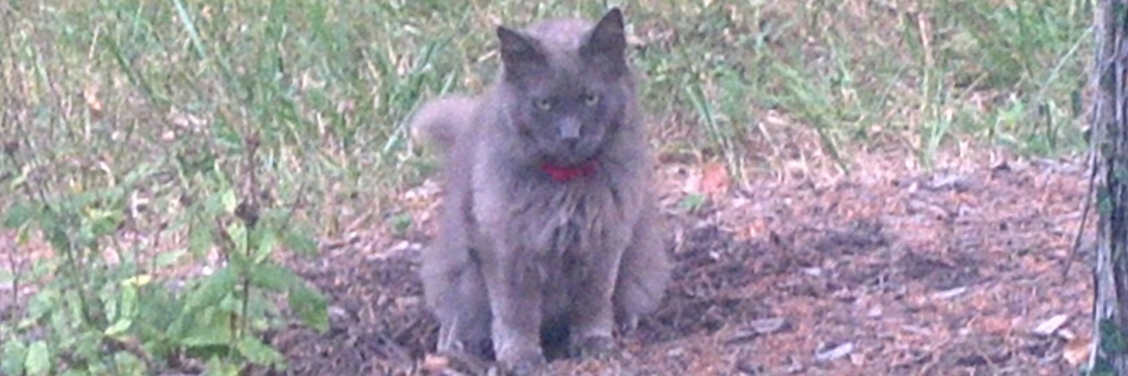 Monkey Shakespeare banner