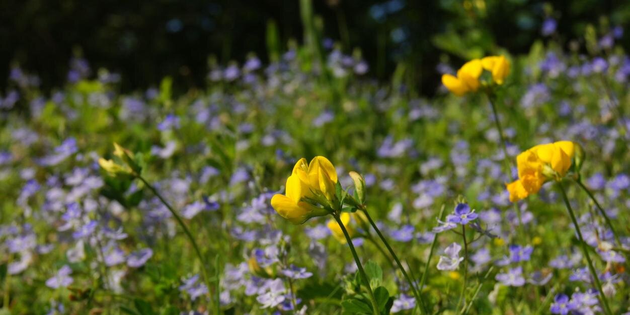 Shropshire Botany banner