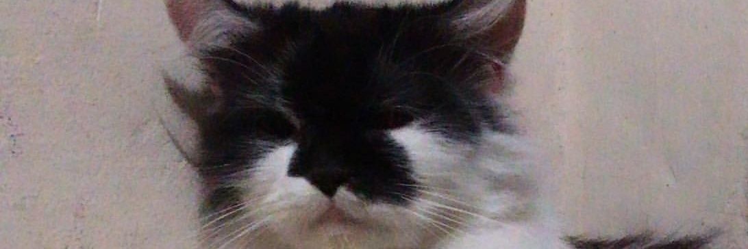 Decylicious_'s profile banner image