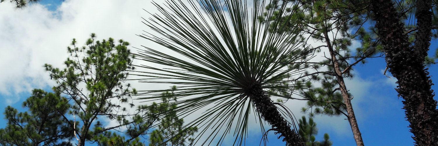 The Longleaf Alliance banner