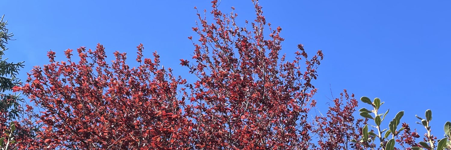 Chantal Megglé banner