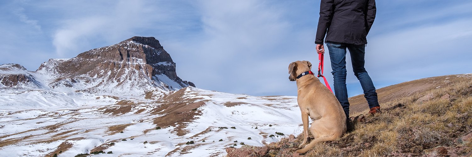 DogPlusBone's profile banner image