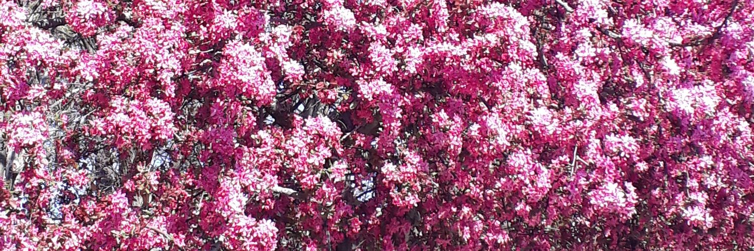 franzi_finchen's profile banner image