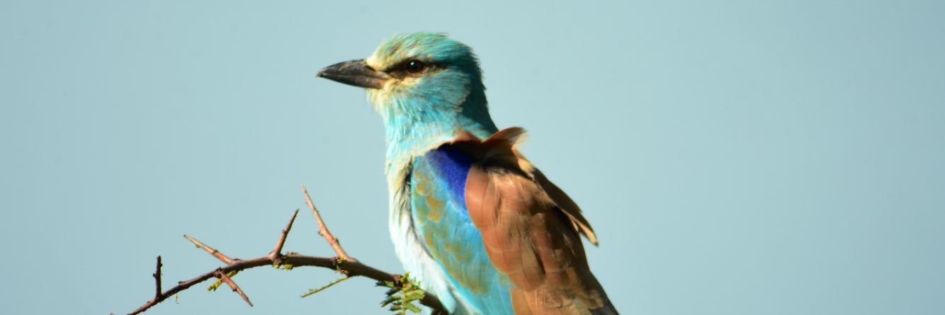 GoldsmithKaty's profile banner image