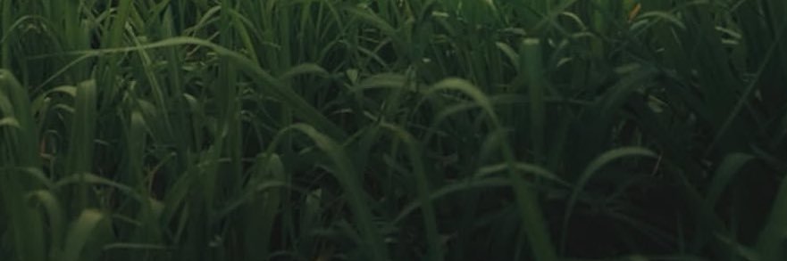 TM banner