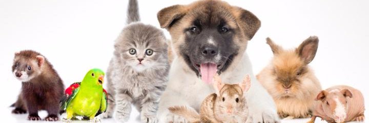 PiensoDeluxe's profile banner image
