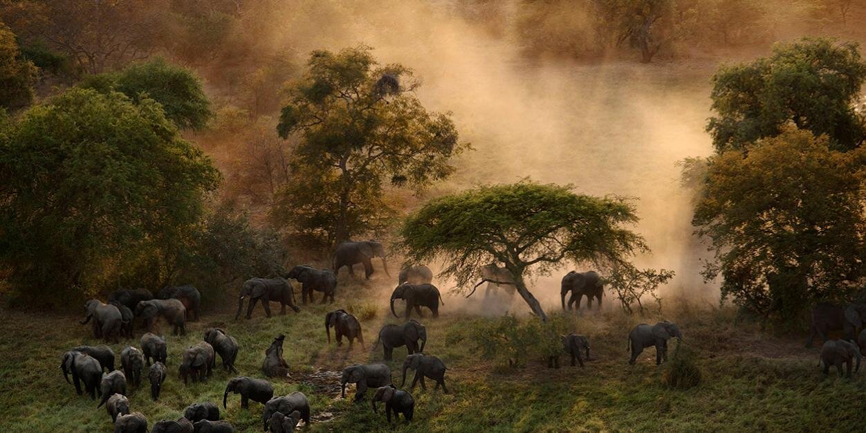 TheLastAnimals's profile banner image