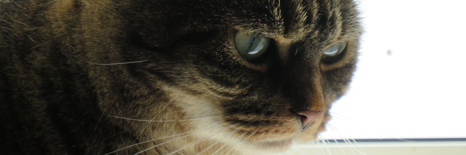 AmylouSpender's profile banner image