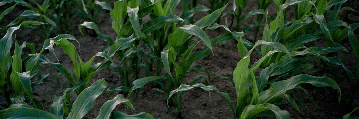 Chloe Dewe Mathews banner