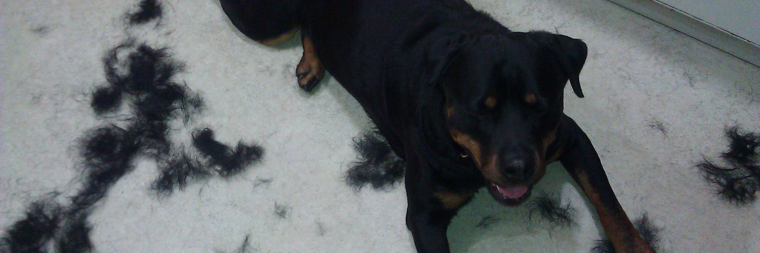 ✡️Lyd1R✡️ banner