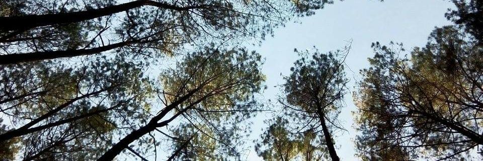 NolaAini's profile banner image