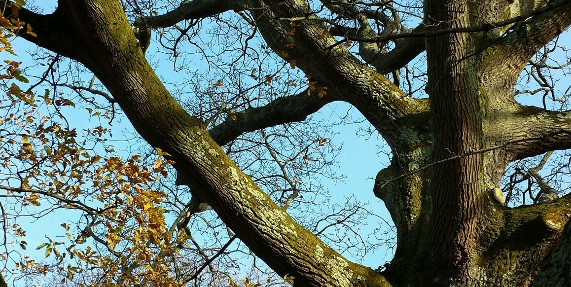 Timmy O'Dwyer banner