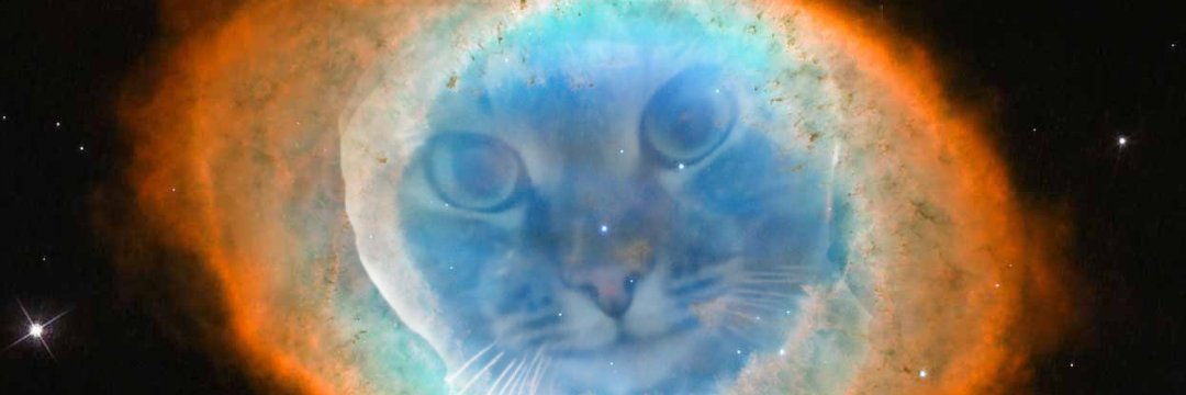 boycottedCat's profile banner image