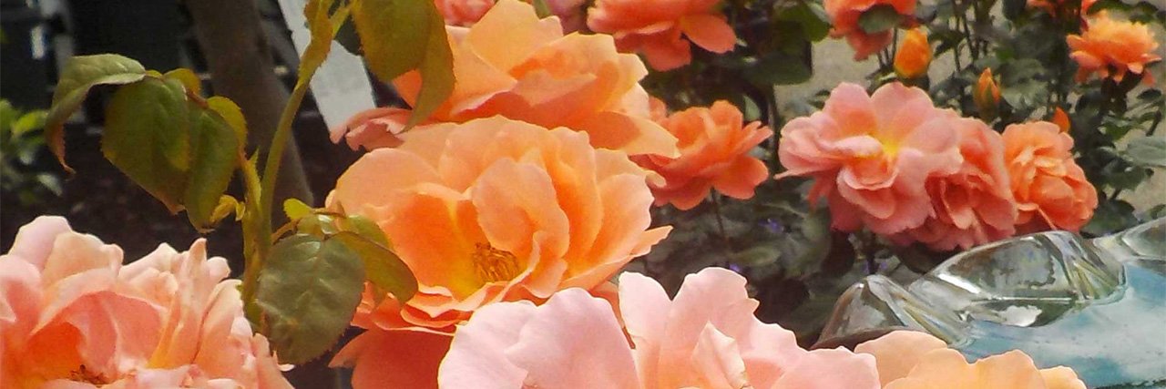 KnupperNursery's profile banner image