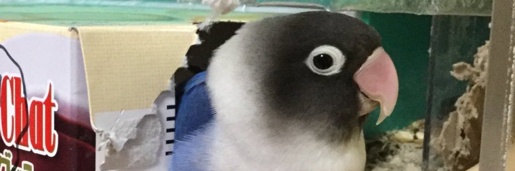 岡田ボタン banner