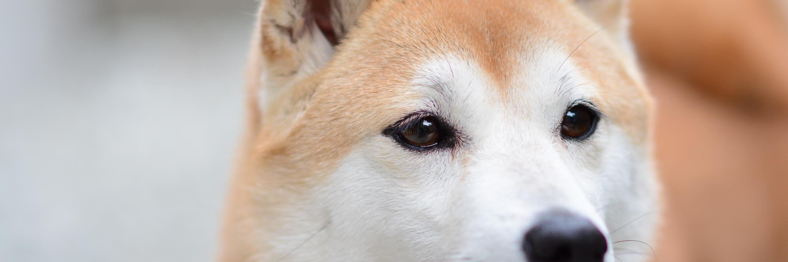 ryoeigames's profile banner image