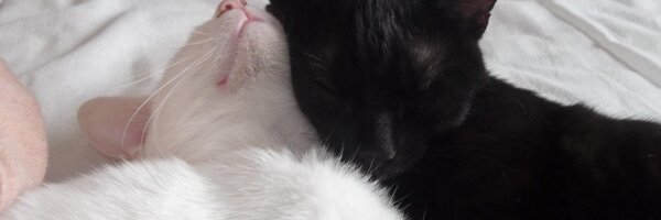 Chrismoog Profile Banner